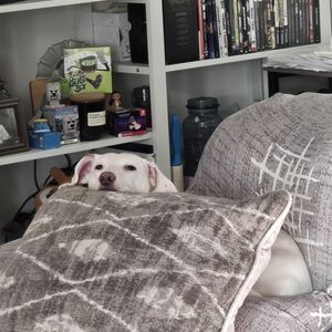 Meet your Posher, Heidi